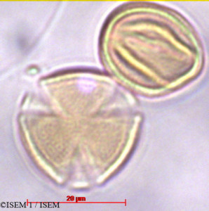 ISEM 1/Amorpha_fruticosa_29403/Amorpha_fruticosa_29403_0001(copy)_thumb.jpg